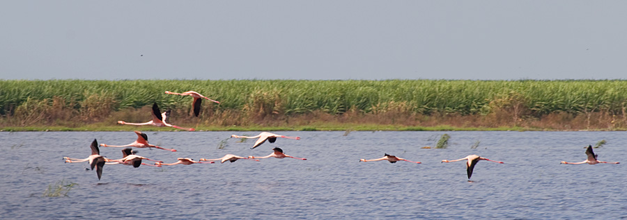 [Greater Flamingos]