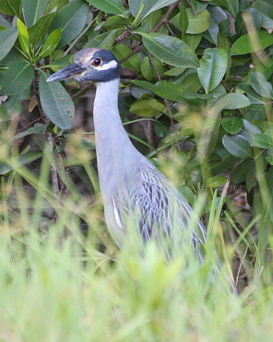 [Yellow-crowned Night-Heron]