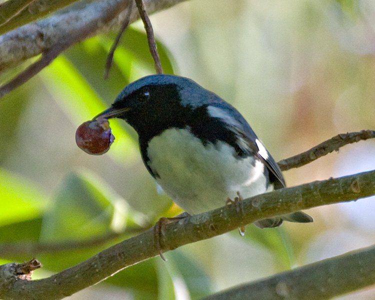 [Black-throated Blue Warbler]