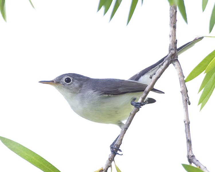 [Blue-gray Gnatcatcher]