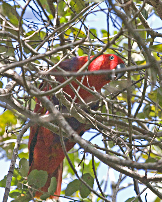 [Eclectus Parrot]