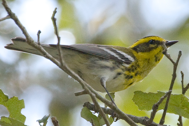 [Townsend's Warbler]