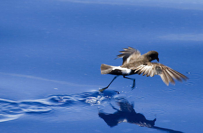 [Wilson's Storm-Petrel]