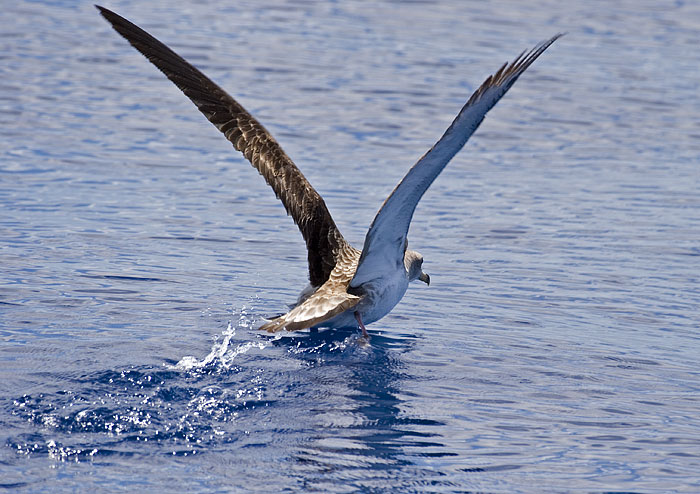 [Cory's Shearwater]