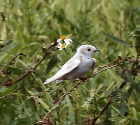 [Leucistic/Albinistic Swallow]