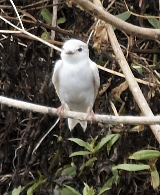 [Leucistic/Albinistic Swallow]