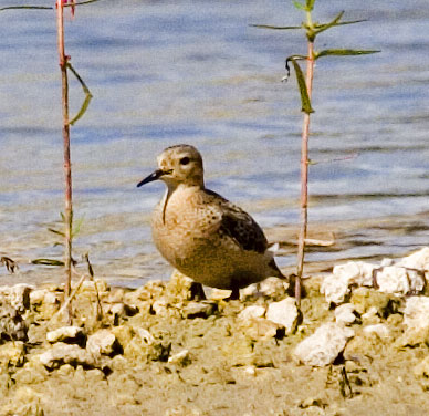 [Buff-breasted Sandpiper]