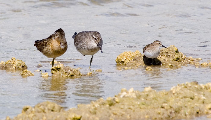 [Cutler Wetlands Sandpiper Trio]