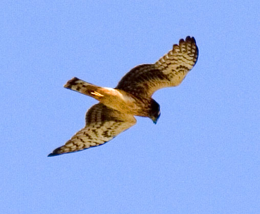 [Northern Harrier]