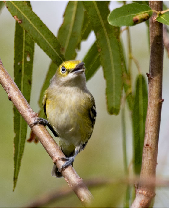 [White-eyed Vireo]