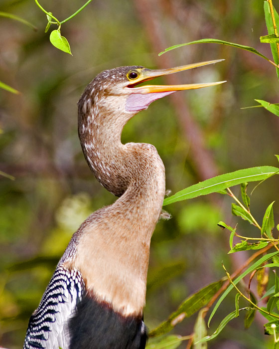 [Anhinga]