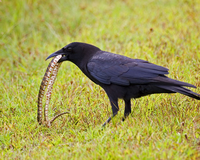 [American Crow]