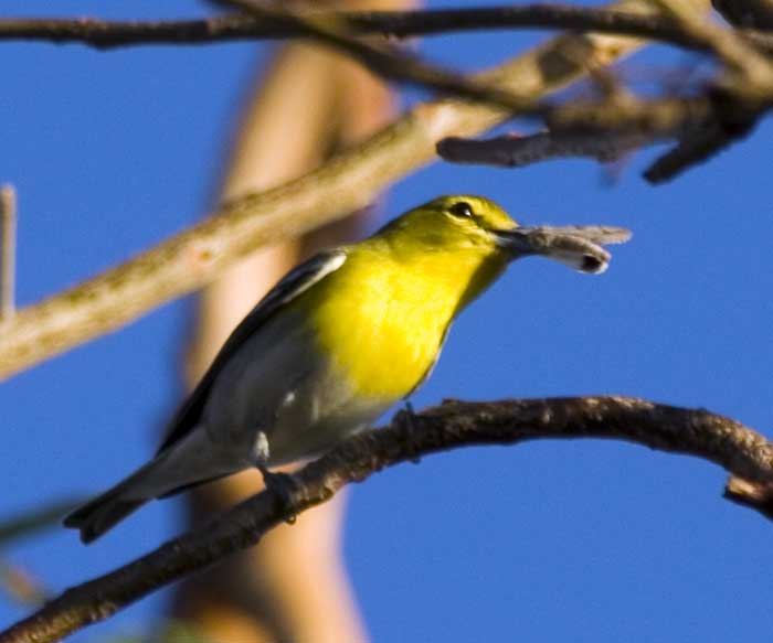 [Yellow-throated Vireo]