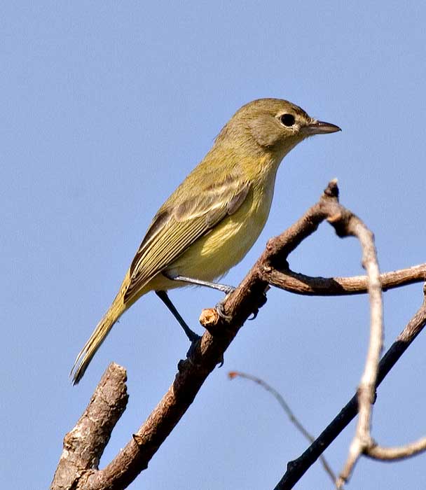 [Bell's Vireo]