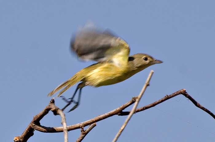 [Bell's Vireo]