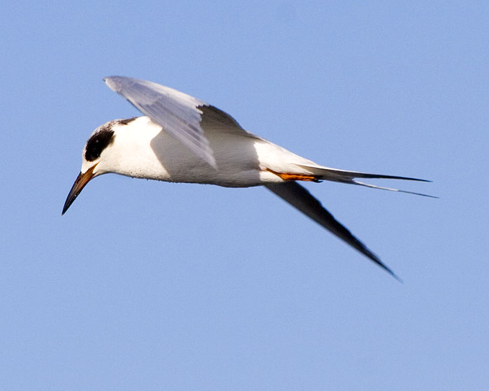 [Forster's Tern]