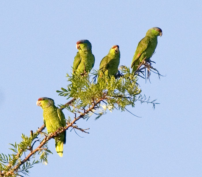 [Lilac-crowned Parrots]