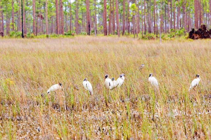 [Wood Storks]