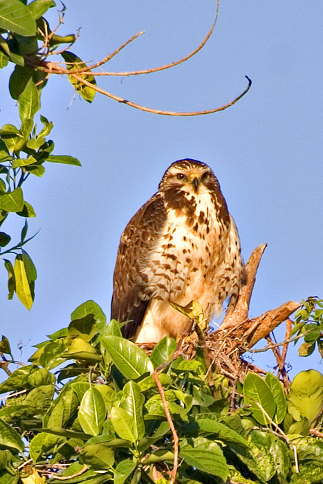 [Swainson's Hawk]