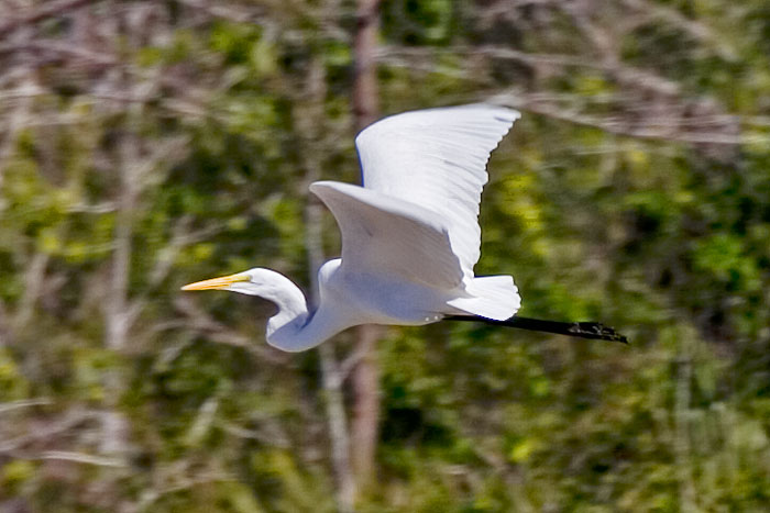 [Great Egret]