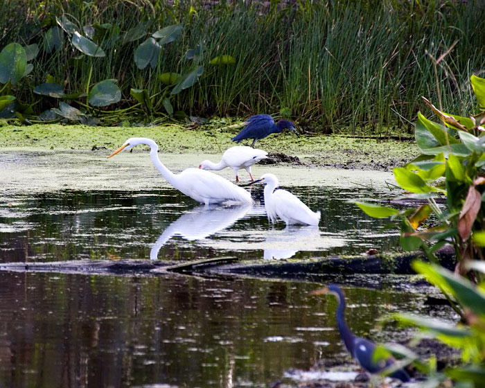 [Birds of Wakodahatchee]