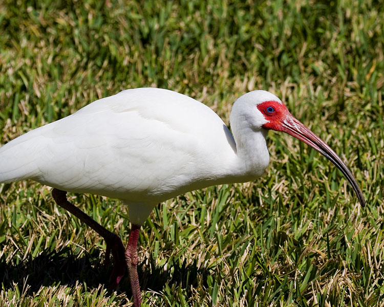 [White Ibis]