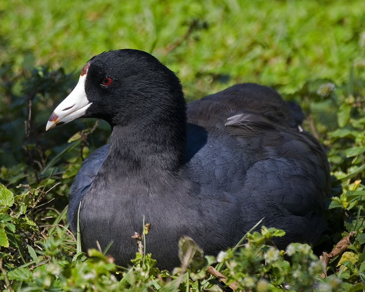 [American Coot]