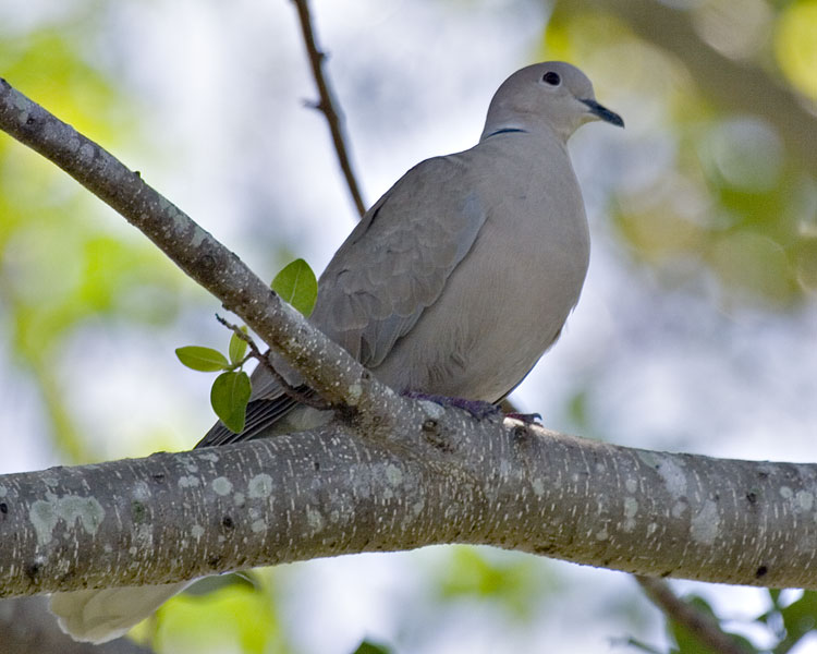 [Eurasian Collared-Dove]