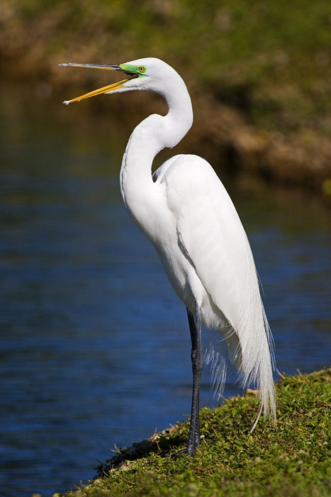 [Great Egret]