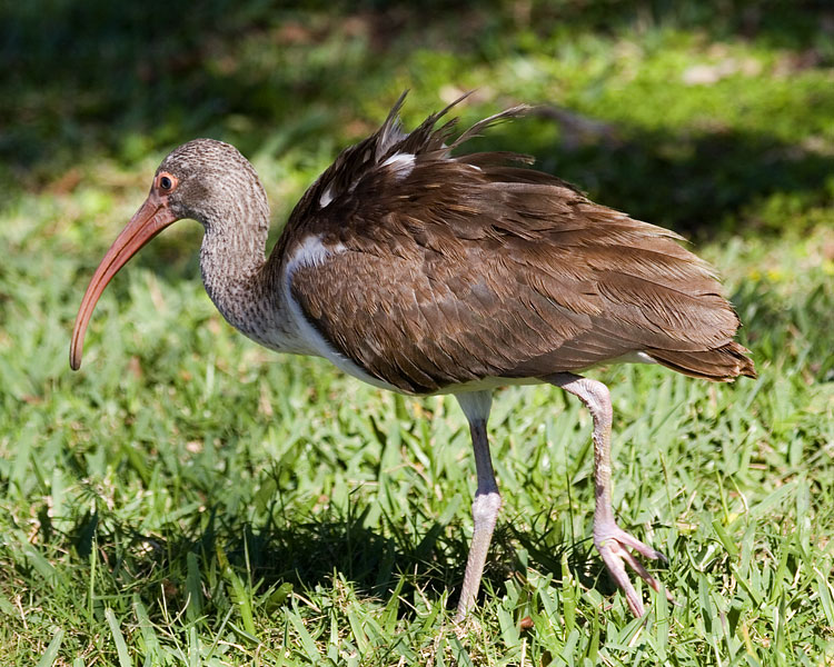 [Immature White Ibis]