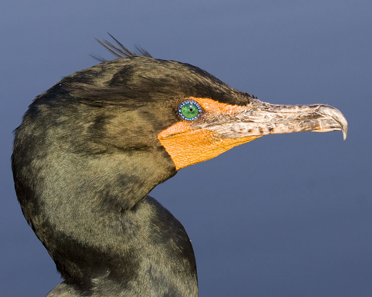 [Double-crested Cormorant]