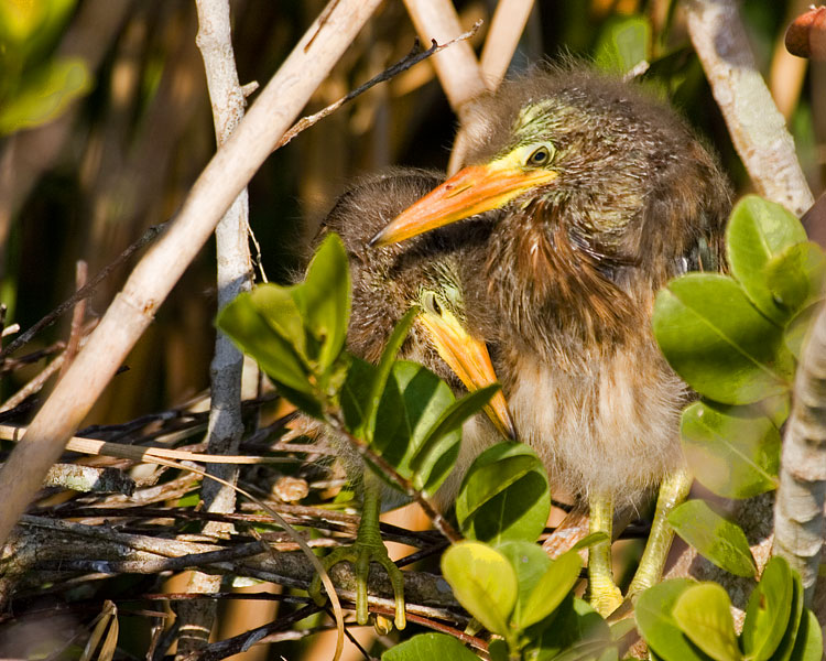 [Green Herons]