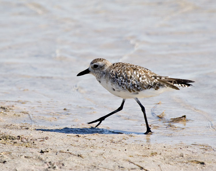 [Black-bellied Plover]