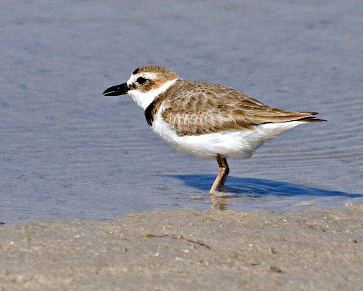 [Wilson's Plover]