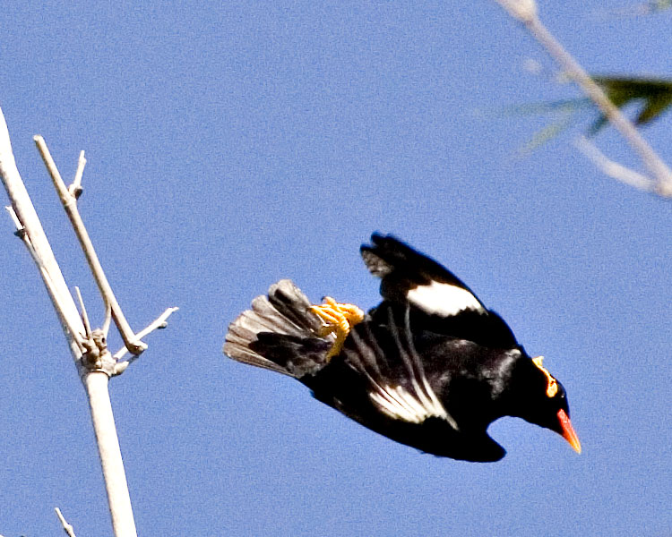 [Hill Myna]