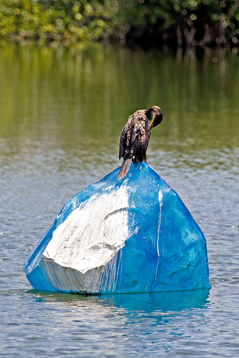 [Double-crested Cormorant]