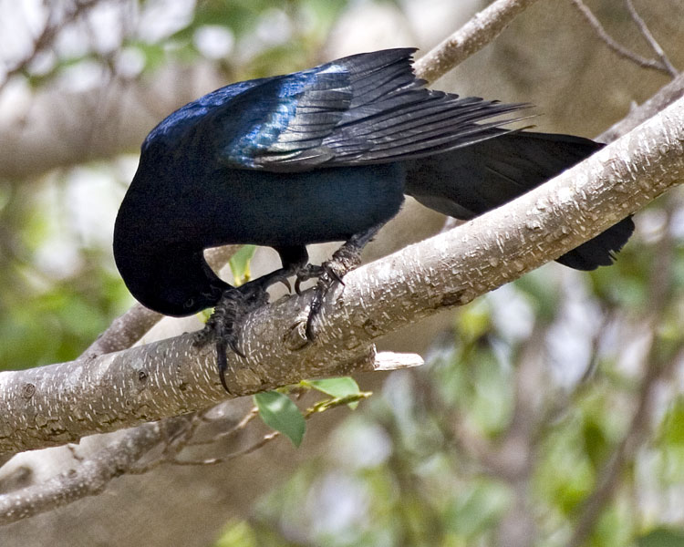 [Boat-tailed Grackle]