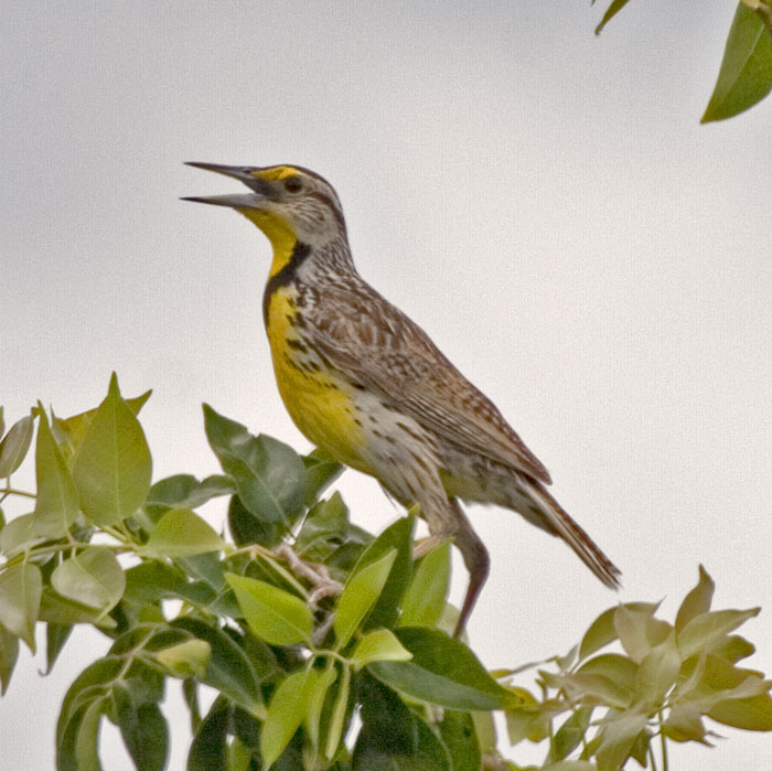 [Eastern Meadowlark]