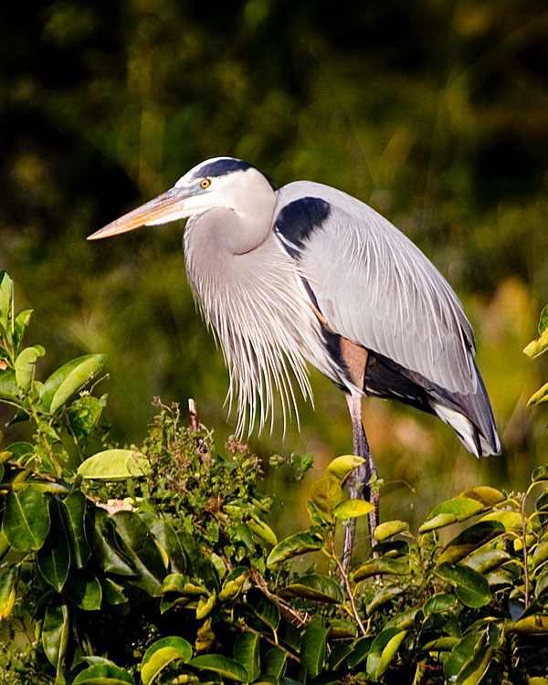 [Great Blue Heron]