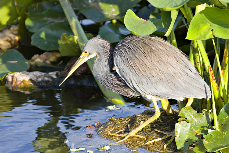 [Tricolored Heron]