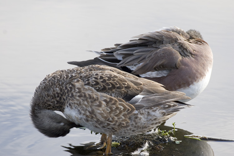 [Gadwall and Wigeon]