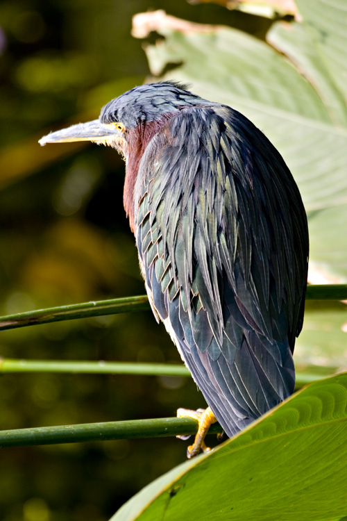 [Green Heron]