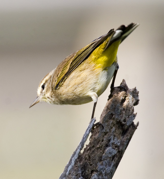 [Palm Warbler]