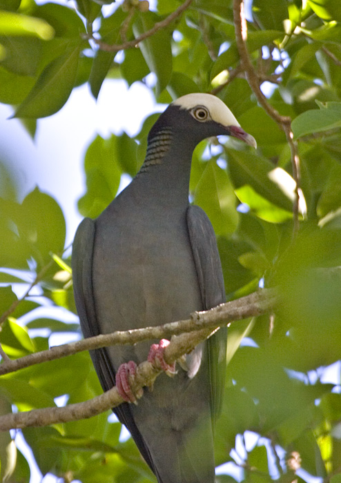 [White-crowned Pigeon]