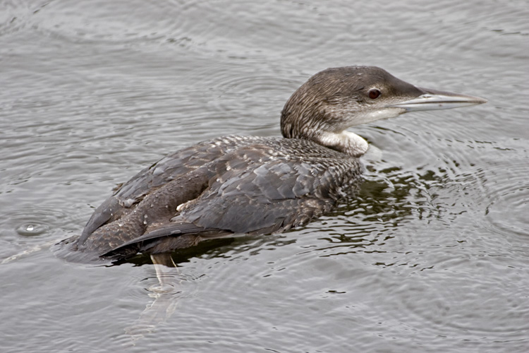 [Common Loon]