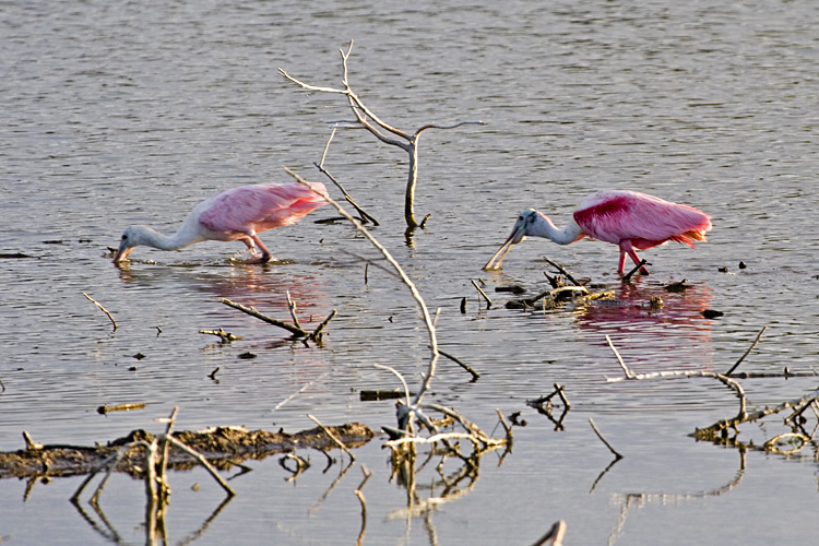 [Roseate Spoonbills]