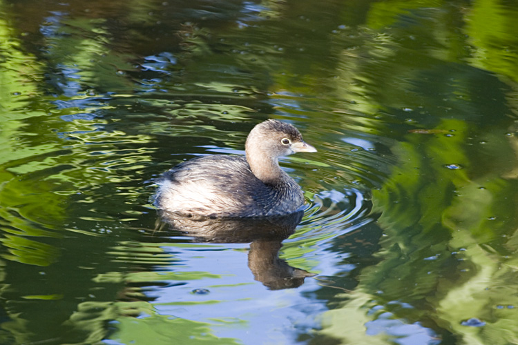 [Pied-billed Grebe]