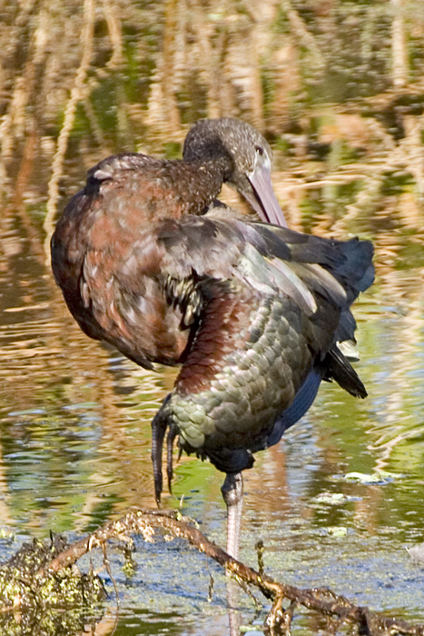 [Glossy Ibis]