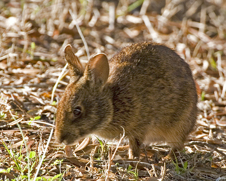 [Marsh Rabbit]