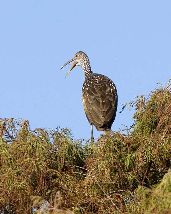 [Limpkin]